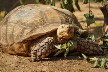 African Spurred Tortoise - obrazy, fototapety, plakaty