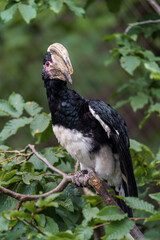 Trumpeter Hornbill