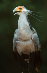 Secretarybird