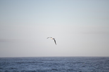 Fototapeta na wymiar Wandering albatross flying over the sea on the Drakes Passage.