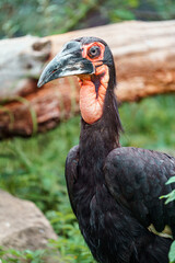 Ground Hornbill