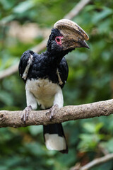 Trumpeter Hornbill