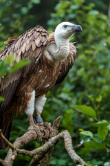 Griffon vulture