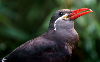 Inca tern