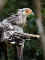 Secretarybird