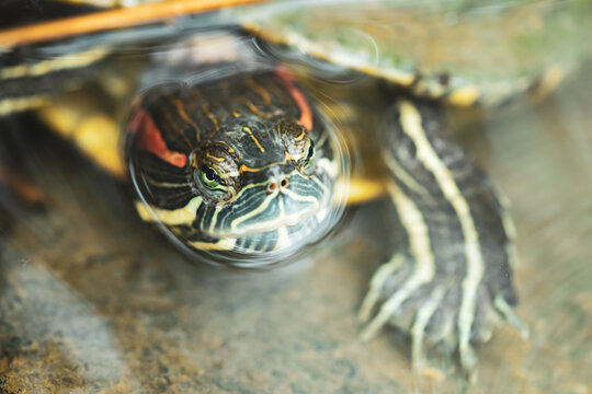 Aquatic turtles in the pond at Baba Vanga in Rupite, Bulgaria.
