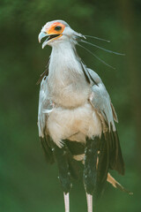 Secretarybird