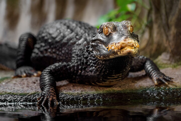 Cuvier's dwarf caiman