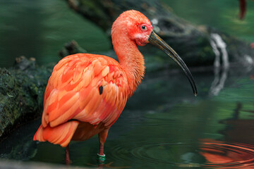 Scarlet ibis
