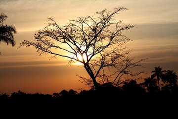 Fototapeta na wymiar silhouette of tree at sunset in Africa