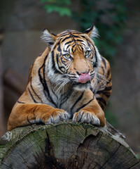 Sumatran tiger