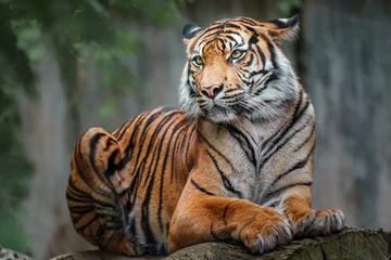 Zelfklevend Fotobehang Sumatran tiger © Josef