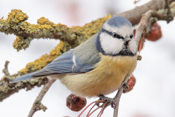 Obraz premium Blaumeise im Beerenstrauch