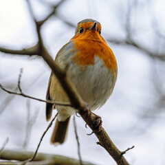 Robin perching on a branch. The robin is a small songbird famous for its red breast. European robin (Erithacus rubecula) in Beckenham, Kent, UK.