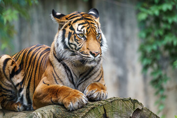 Sumatran tiger
