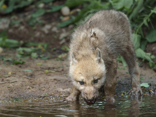 Arctic wolf