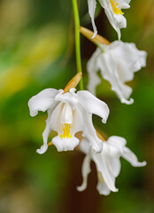 white orchid flower