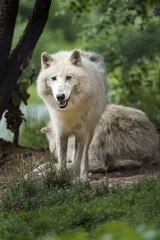 Hudson Bay wolf