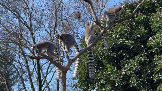 Ring-tailed lemur. Cute and funny lemurs against the blue sky. Stock video clip. 4K