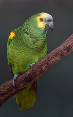 Turquoise-fronted amazon