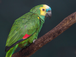 Turquoise-fronted amazon