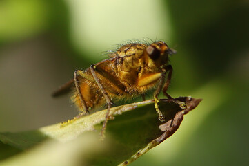 Scatophage du fumier (Scathophaga stercoraria)