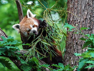 Red panda