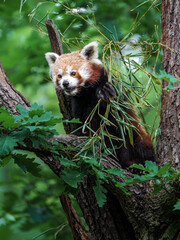 Red panda