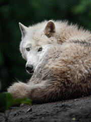 Arctic wolf