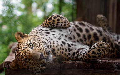 Sri Lankan leopard