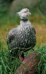 Southern screamer