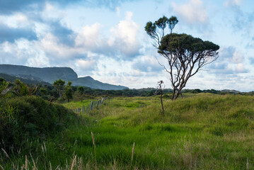Sunrise Te Henga Walkway Bethells Beach Auckland Tamaki Makaurau Aotearoa New Zealand