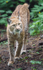 Eurasian lynx