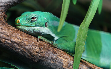 Fiji banded iguana