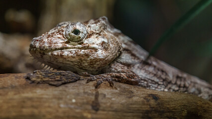Anolis