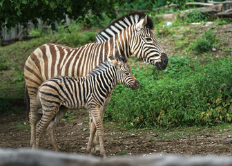 Fototapeta na wymiar Burchell's zebra