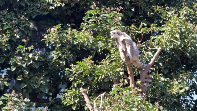 The cute and funny ring-tailed lemur. Stock video clip. 4K
