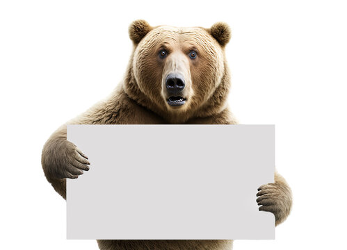 Bear Holding Blank Paper. Looking Surprised. Concept Of Rise And Fall Of Financial Markets And Stock Market, Bear, Bearish Market.