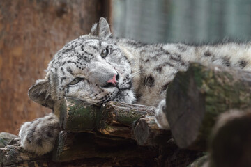 Snow leopard