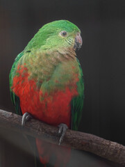 Australian king parrot