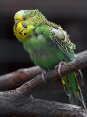 Budgerigar