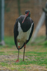 Black stork