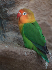 Fischer´s Lovebird