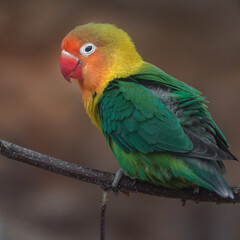 Fischer´s Lovebird
