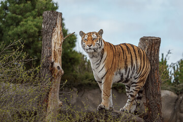 Siberian tiger