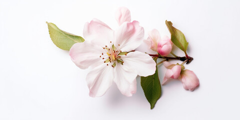 Obraz premium The Beauty of Spring: Japanese Cherry Blossoms in Full Bloom. AI Generated Art. Whitespace, Wallpaper, Background. Beauty Concept. Timeless.