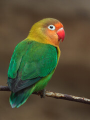 Fischer´s Lovebird
