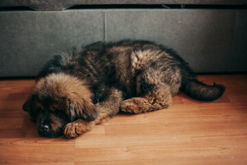 Fototapeta premium Puppy of Tibetan Mastiff. First days in new home. 