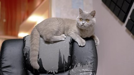 Playful Gray Fluffy Domestic Cat Sitting on Damaged a Leather Armchair by Claws. Curious playful British kitty playing on a scratched chair in the room. Home interior. Pet lifestyle, harmful habits.
