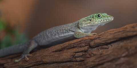 Standing's day gecko